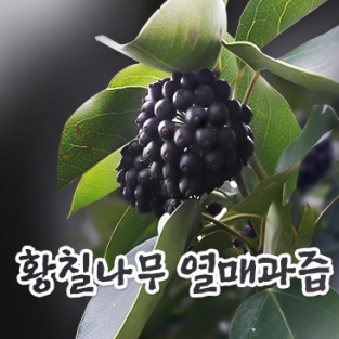 황칠나무 열매 과즙 